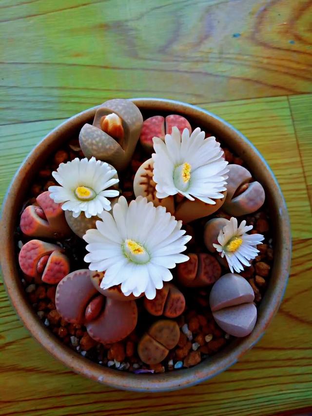 多肉生石花好看视频,多肉生石花开图