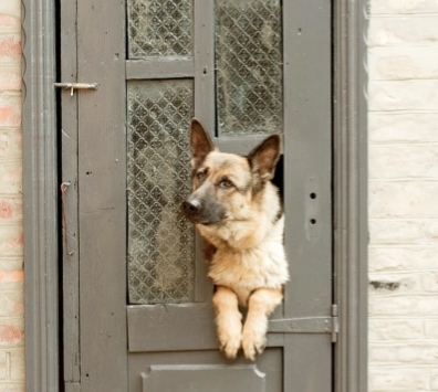 我为什么不吃猪肉,我为什么不吃牛肉