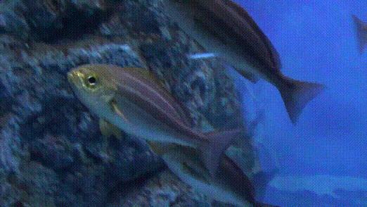 这些外形奇葩而味道超级赞的海鲜,广东十大硬核海鲜品种