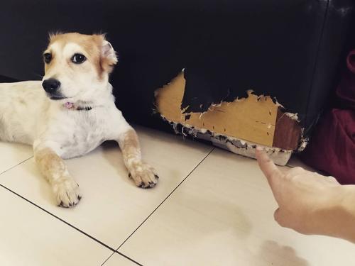 狗狗犯错用什么方式教训才最好,狗狗一犯错就打