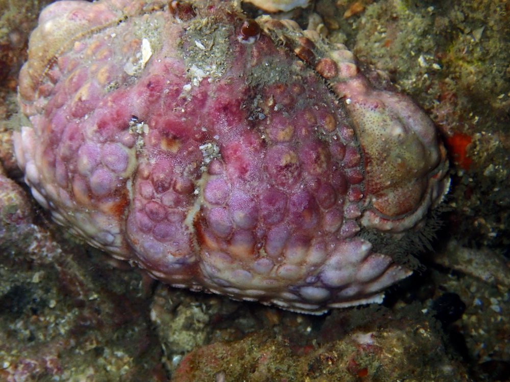 深圳海滩螃蟹品种,深圳海边的螃蟹品种