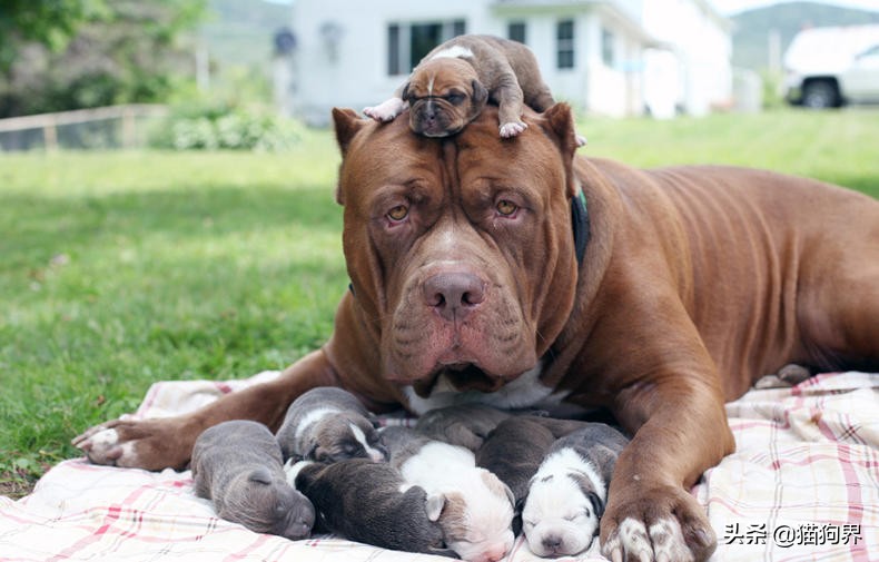 哪种狗狗体型非常小又比较好养,狗狗种类什么狗最好养又听话