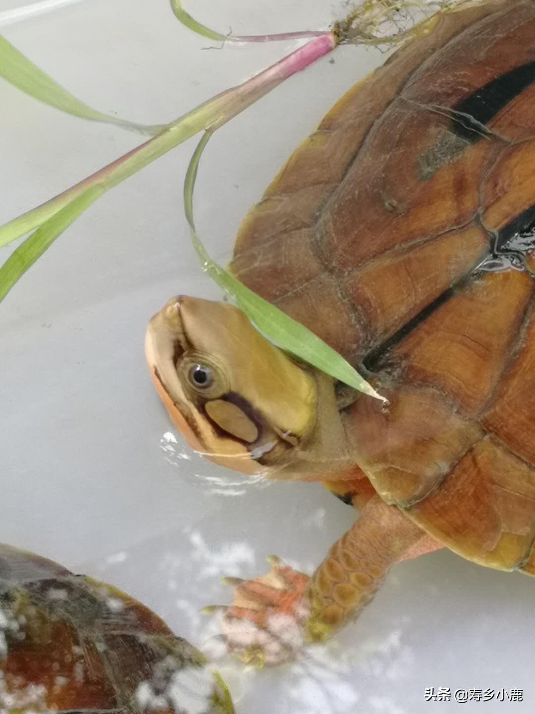 三线闭壳金钱龟为什么这么贵,金钱龟跟三线闭壳金钱龟区别