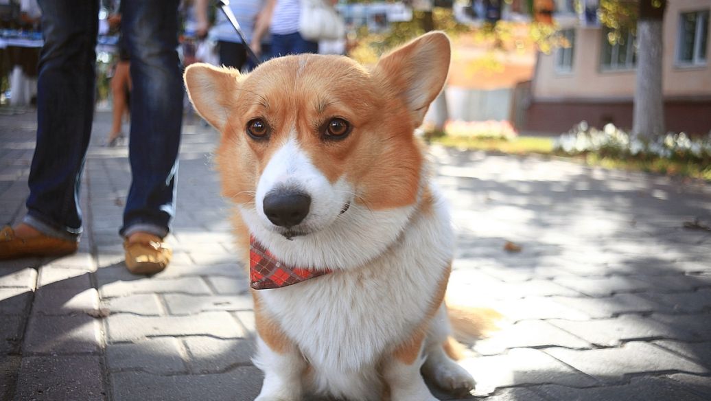 柯基吃什么牌子狗粮好,柯基狗粮性价比高的牌子