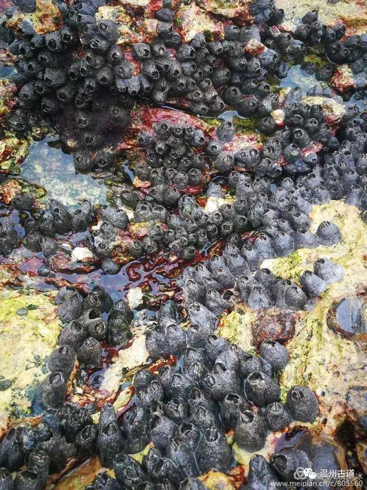 鹿西岛白龙屿旅游攻略,鹿西岛白龙屿日出