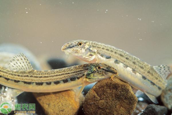 中华花鳅喜欢什么样的水,怎么养中华花鳅最好养活