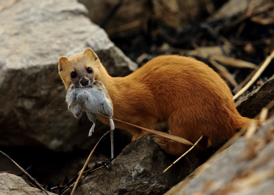 枪打黄鼠狼泡药酒，四川一男子被判刑！黄鼠狼为什么受保护？