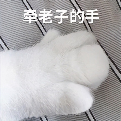 猫咪被脚臭到的视频,哪个品种的猫咪脾气最臭