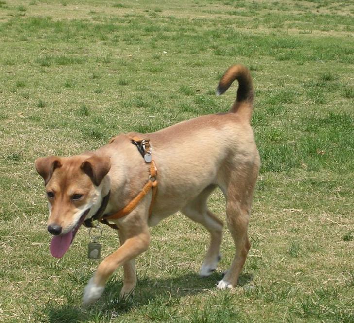 日本有斯塔福犬吗,日本有巴哥犬吗