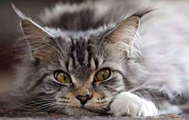 温柔的巨人猫视频,温柔的巨人布偶猫