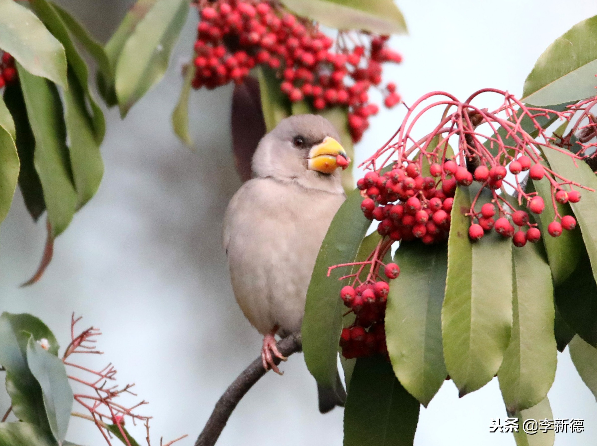 合肥拍到的小鸟,合肥乌鸟