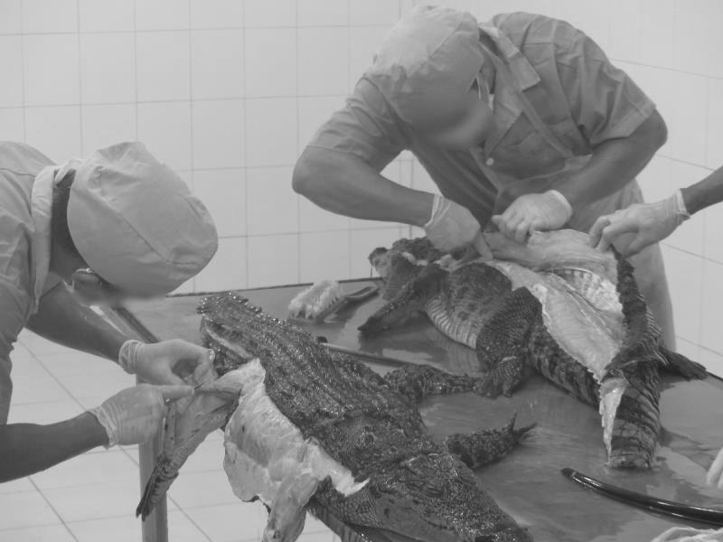 羊皮被剥皮,被扒皮的鳄鱼