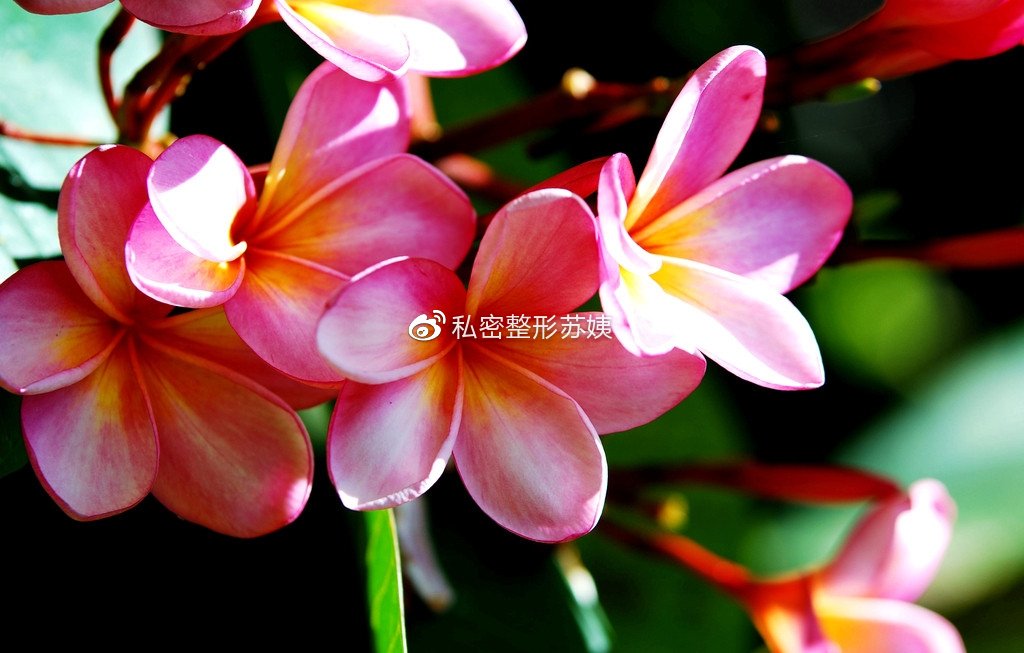 私密豆腐渣,女人下身有豆腐渣现象普遍吗