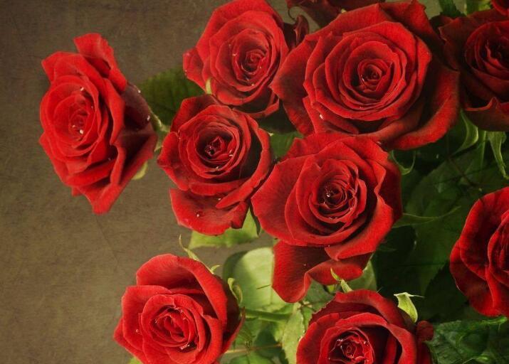 盘点世界各国国花你最喜欢哪种,世界各国国花大全及寓意图片