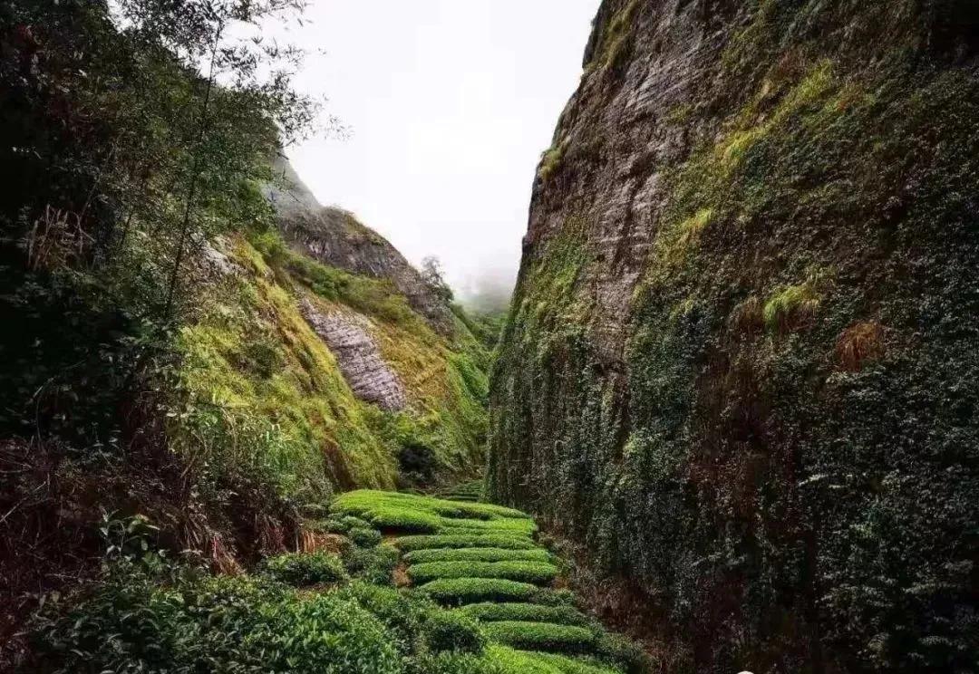 细品武夷岩茶十全肉宴,岩骨花香岩茶