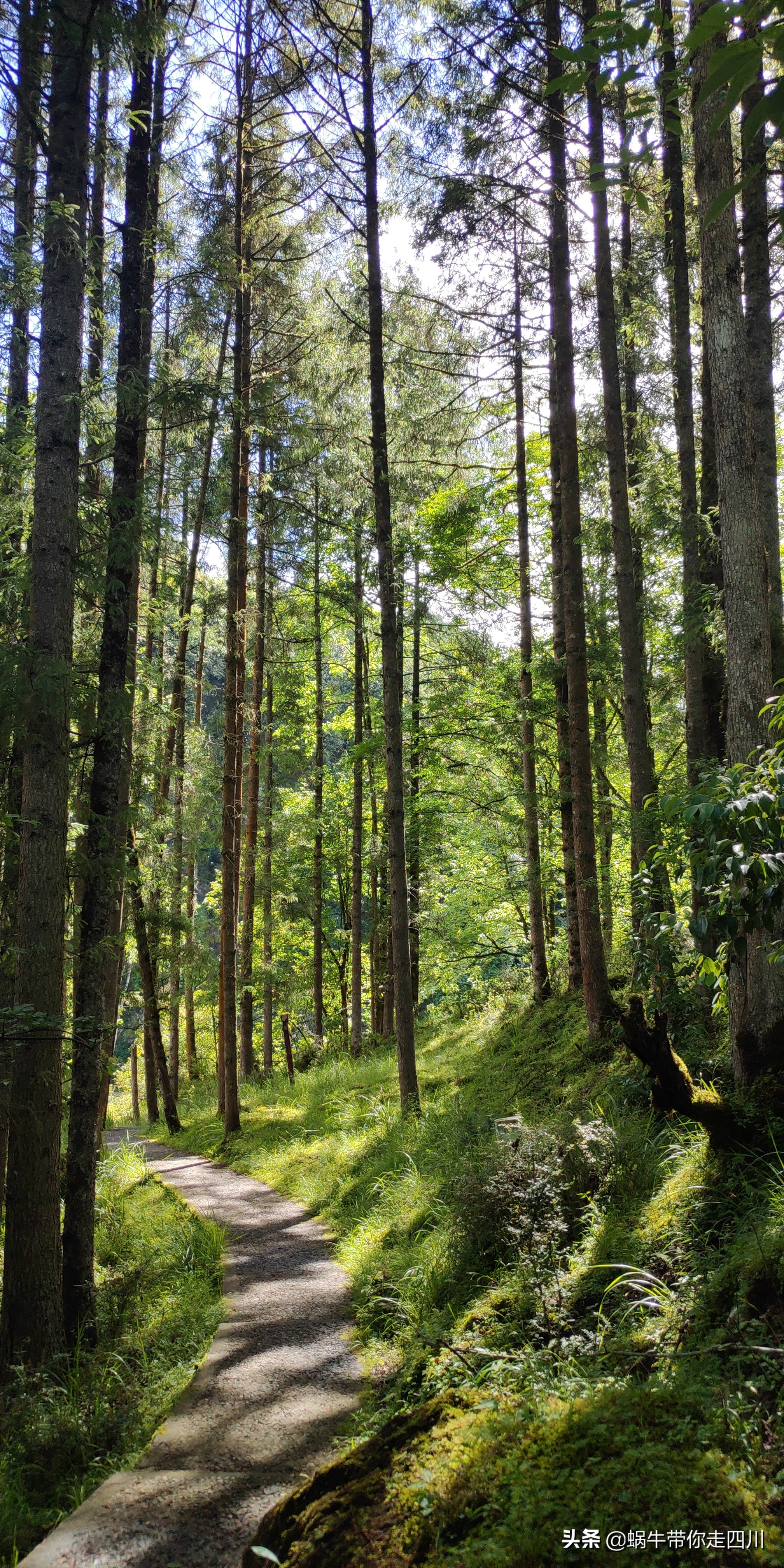 一家三口重庆到拉萨旅游攻略预算,一家三口成都去拉萨大概要多少钱
