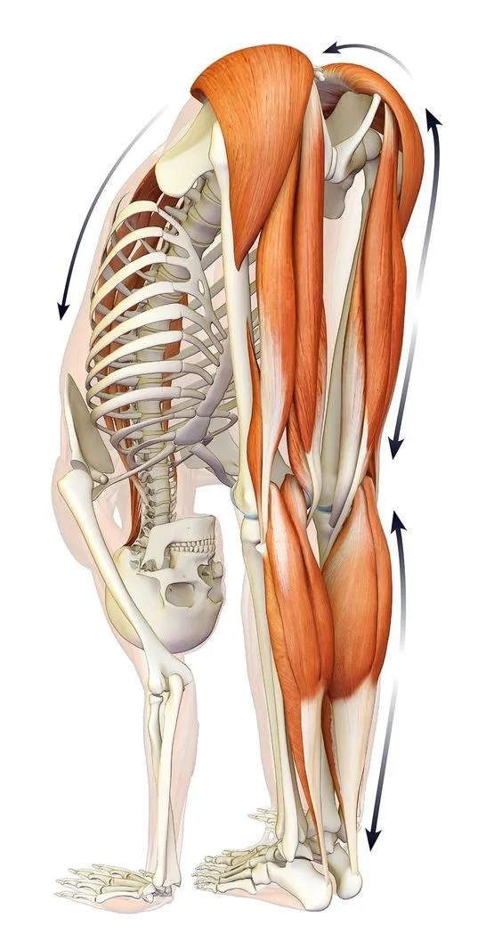 九个深度拉伸动作，改善大腿柔韧性，腿部肌肉再也不紧绷了