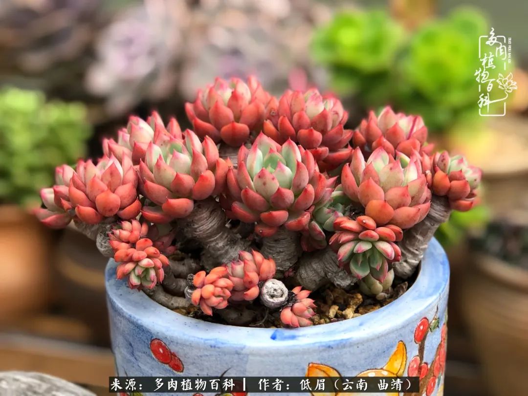 多肉怎么养度夏,多肉怎么养之度夏篇