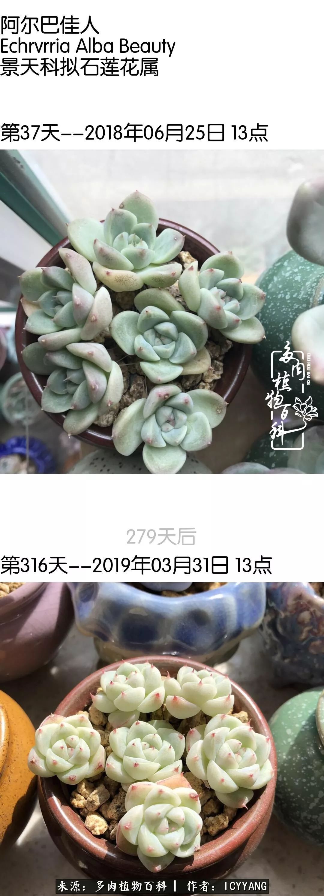 室内阳台多肉的养护方法,景天多肉养护