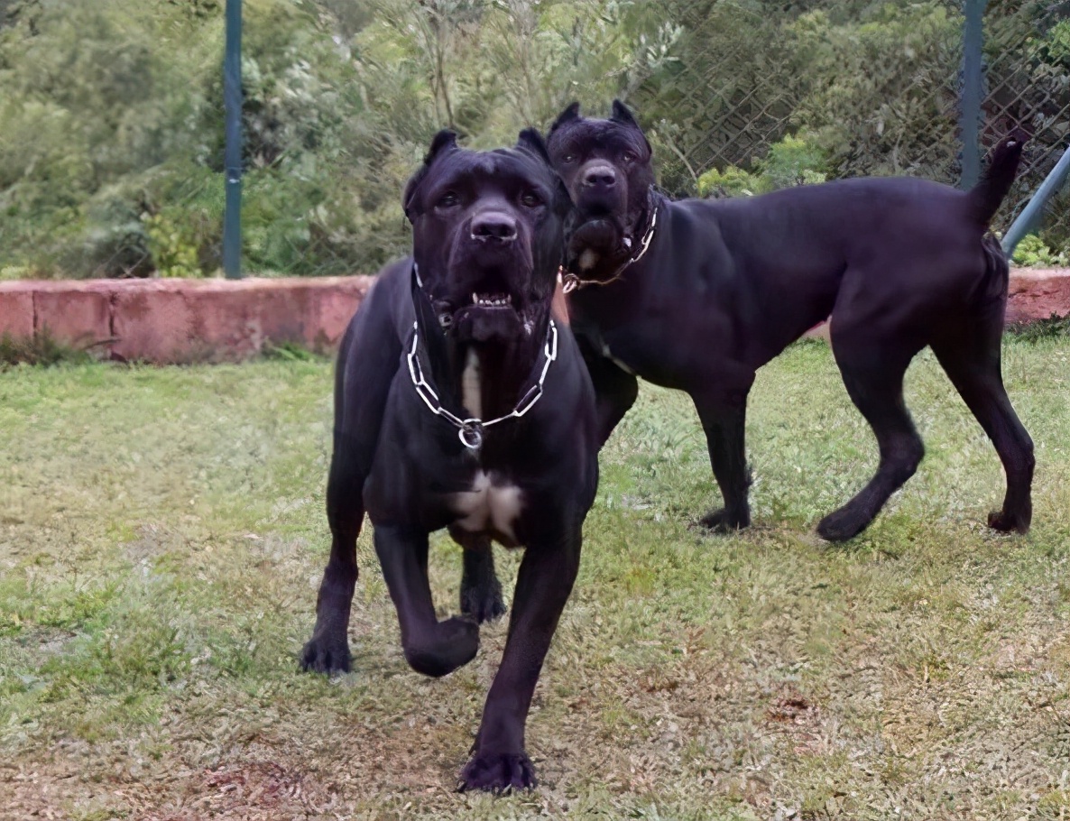 卡斯罗犬可以养吗,卡斯罗犬值得养吗