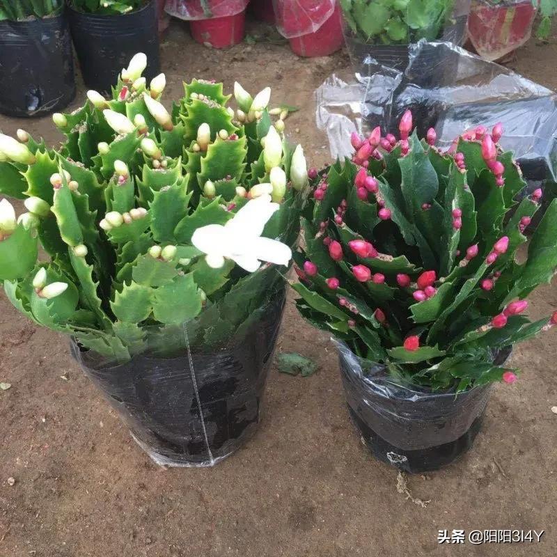 嫁接过后的蟹爪兰叶片打蔫,蟹爪兰扦插的叶片打蔫怎么办