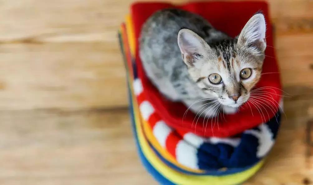 老戴帽子容易秃顶吗,帽子可以防止脱发吗