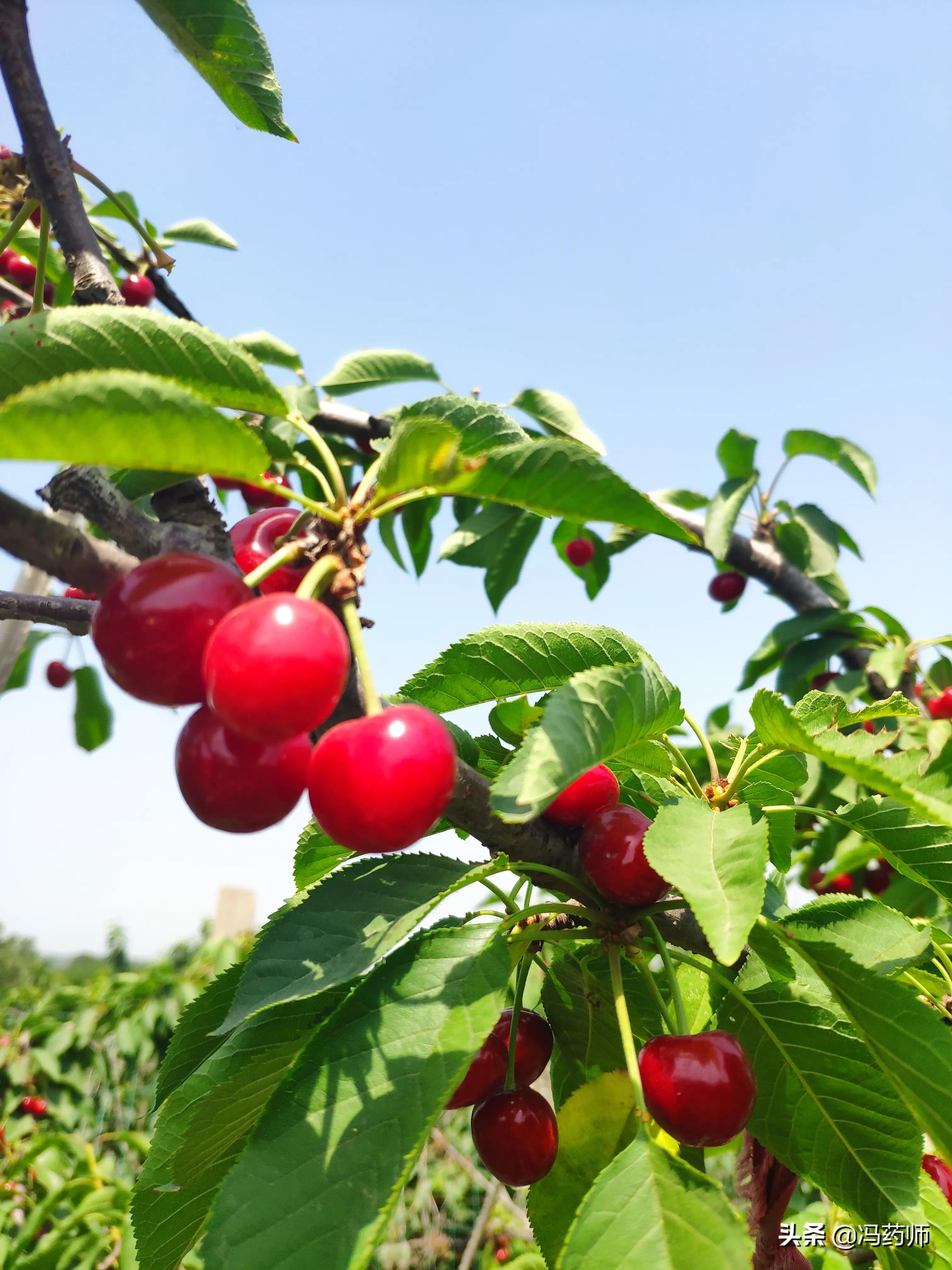 打鼾的药物,打鼾的原因及中药治疗方法