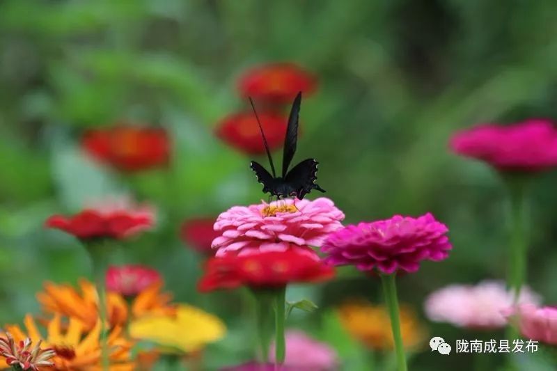 我叫成县，这是我2019年的自拍照~
