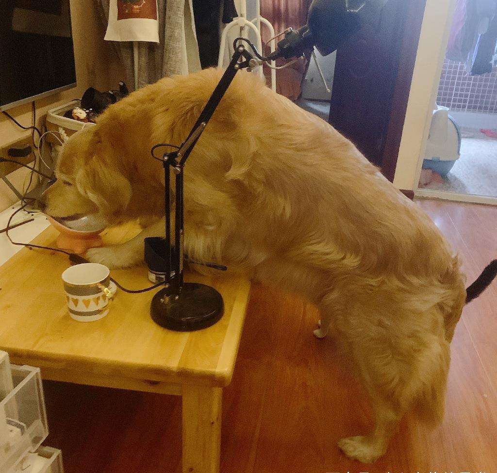 泰迪吃了发霉的狗粮不适怎么办,泰迪吃什么会导致肾衰竭