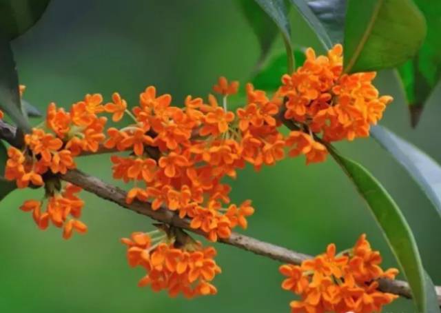 中国十大名花你认识几种呢,中国十大名花你喜欢哪种呢