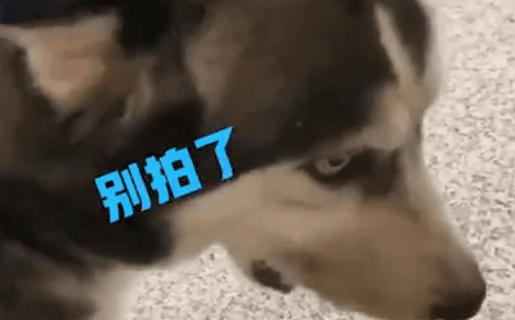 吉娃娃被气坏的视频,吉娃娃被气坏视频