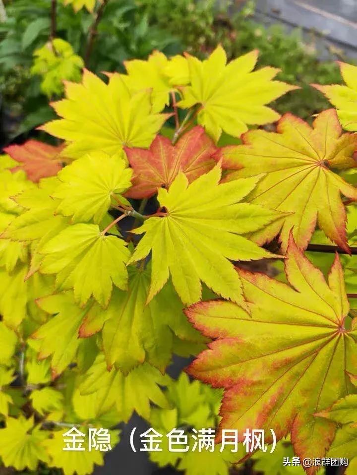 中式庭院藤类植物,枫树和紫藤