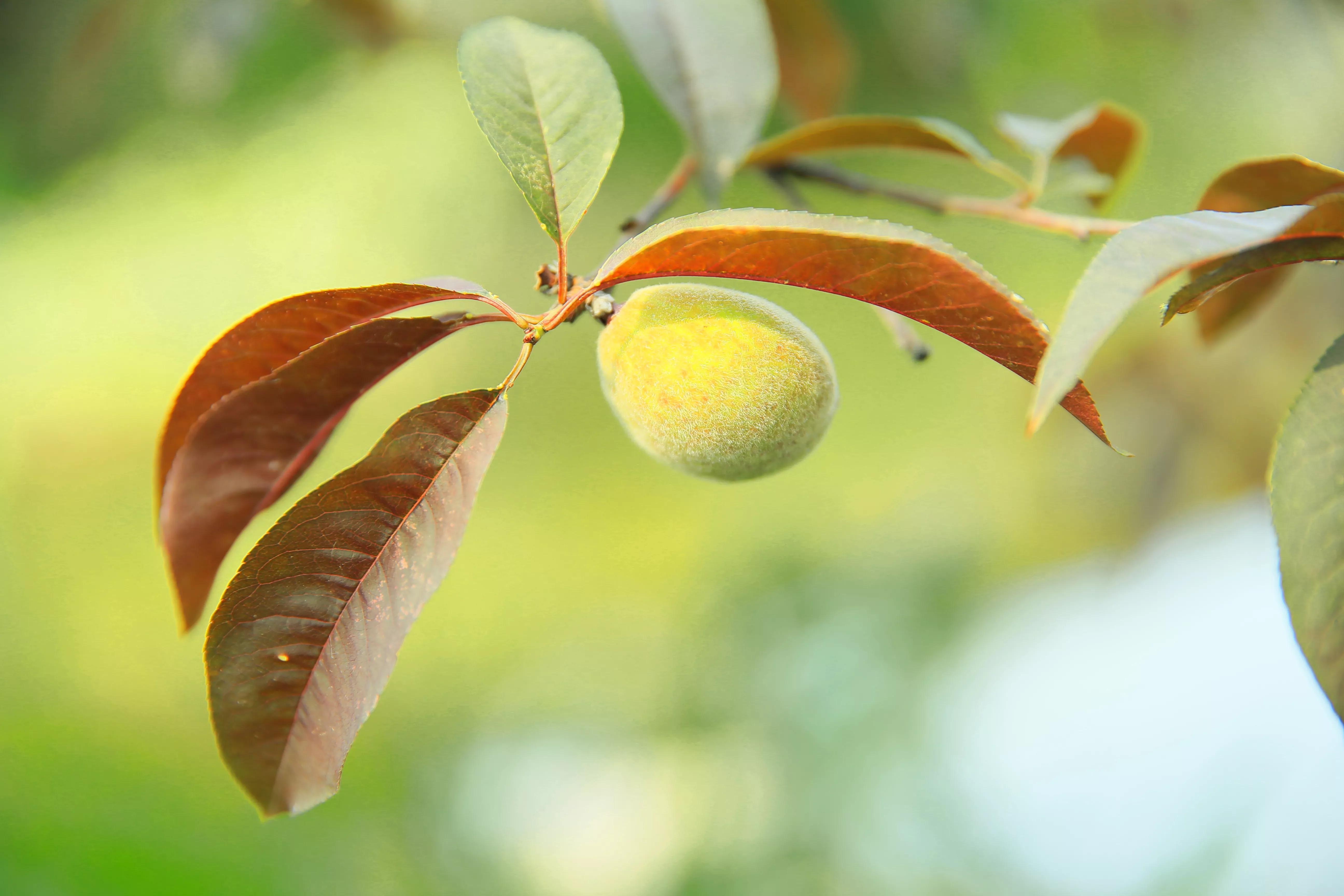 世凹桃园,世凹桃源图片