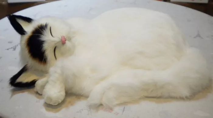 猫咪肠胃炎禁水禁食多久恢复健康,猫咪肠胃炎的症状及治疗方法