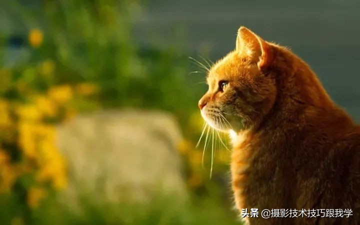 单反摄影入门必学的15个摄影知识,摄影知识学习视频教程全集免费