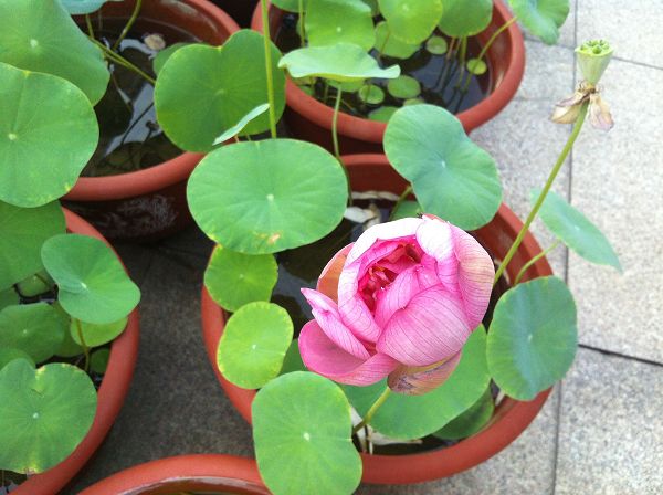 捡起泥巴种荷花,捡一个坛子种花