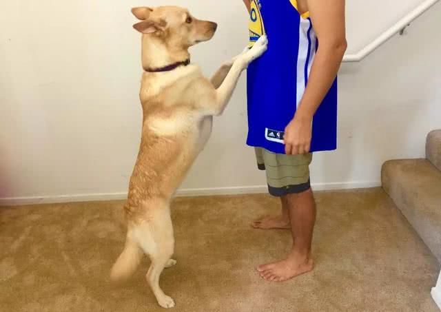 宠物狗喜欢咬东西怎么办视频,宠物狗喜欢咬手怎么办