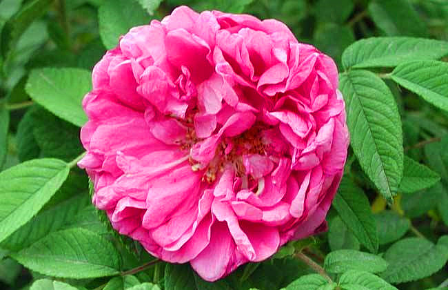 玫瑰花怎么养可以越养越好,玫瑰花怎么养才能长得快又茂盛