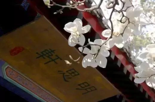 最适合赏花的花,视觉盛宴五种赏花名花供您选择