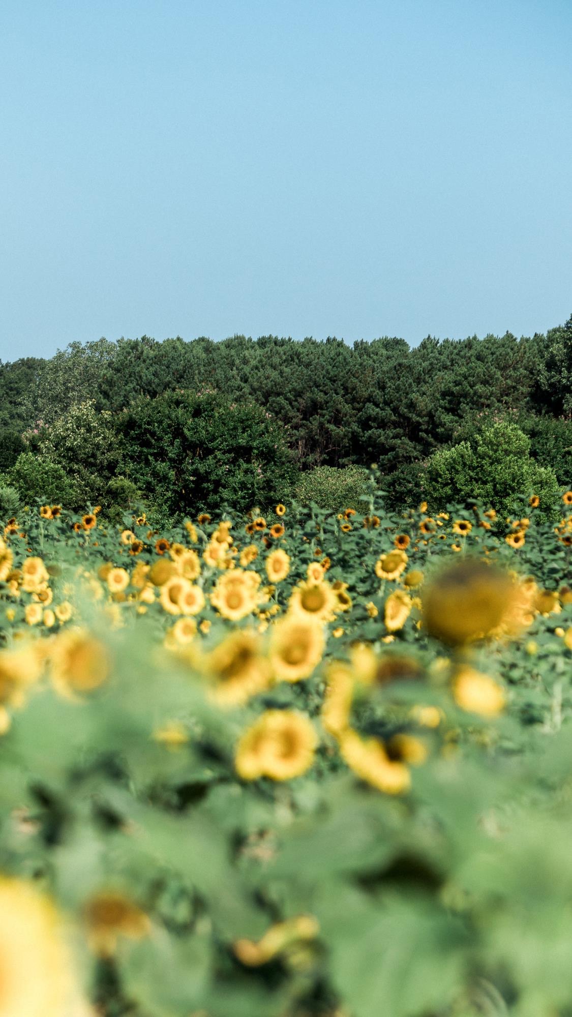 便是人间好时节壁纸,良辰美景好时光手机壁纸