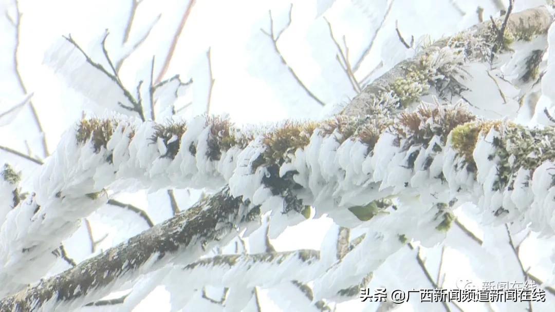 大明山雾凇美景美丽又动人,猫儿山震撼云海风光