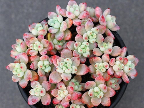 想要养好花几招教会你,劳尔怎么养出果冻色