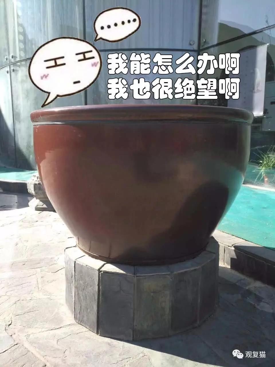 观复猫身份,观复猫近期咋样