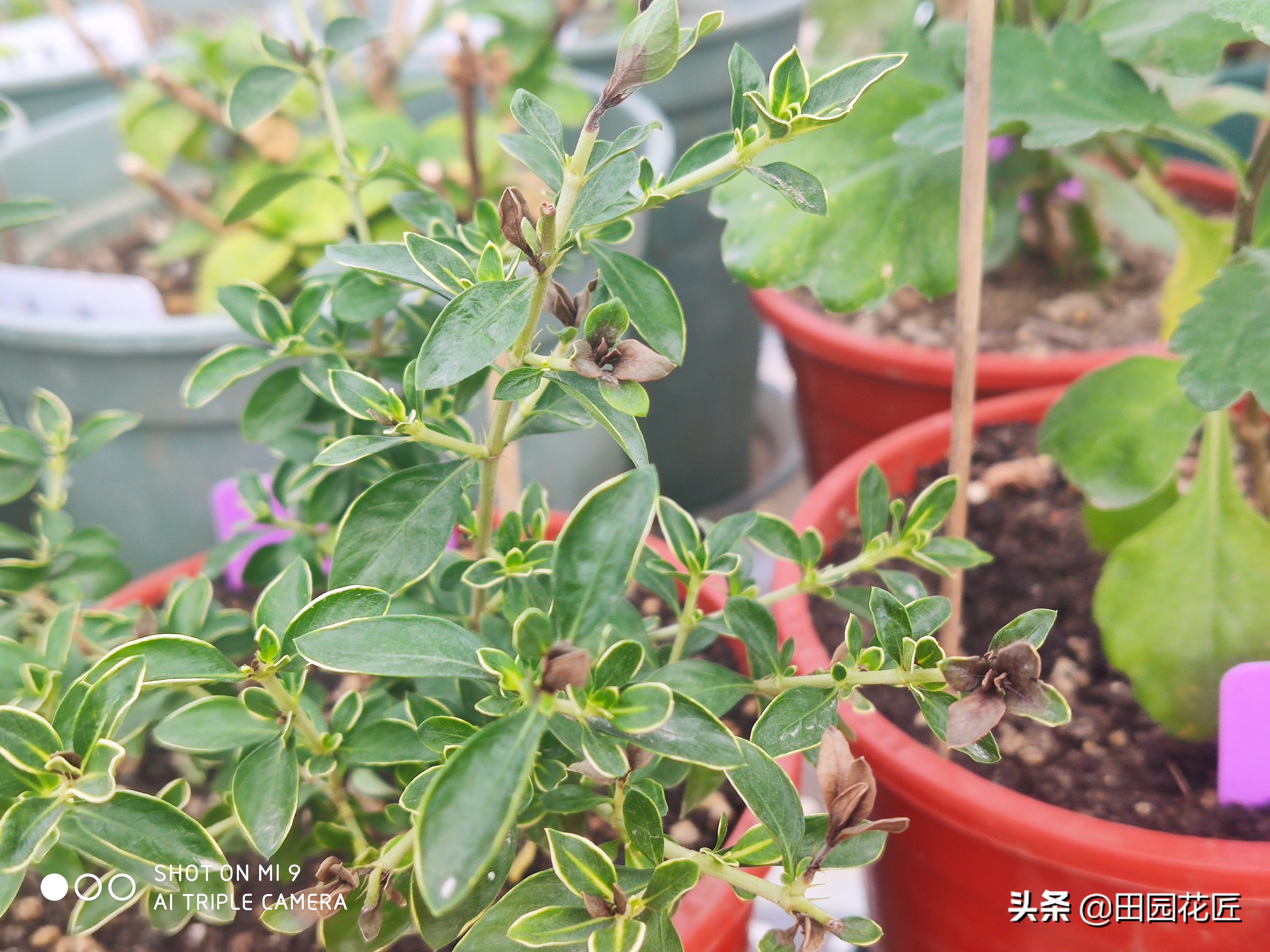 六月雪，黄叶、黑叶、落叶？养护注意这几点，枝繁叶茂不再落叶