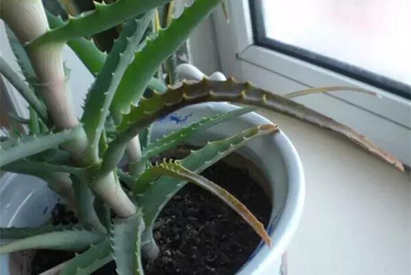 冬季茶花黄叶掉叶子的补救方法,冬季麒麟掌黄叶落叶什么原因