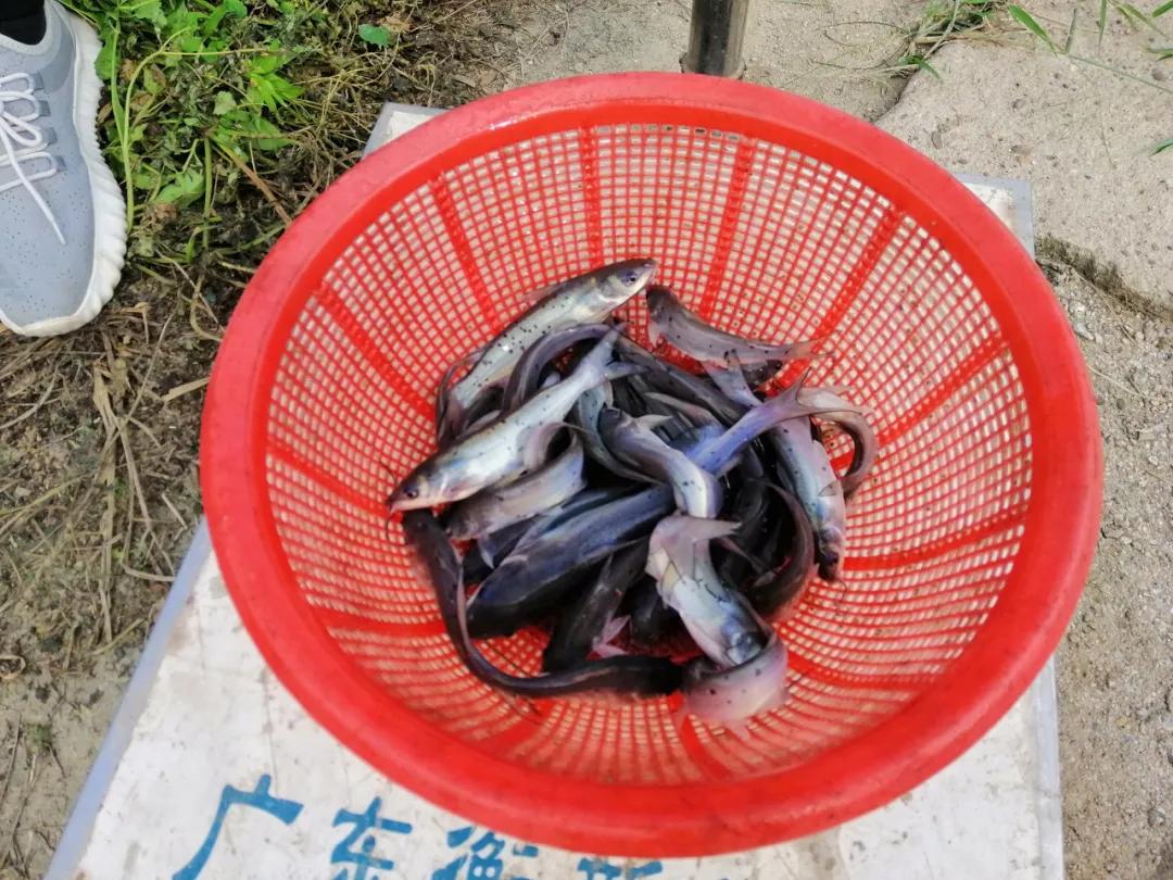 叉尾鮰养殖喂什么,叉尾鮰鱼的自养方法