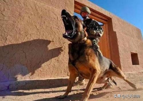 为什么德国犬种那么多,德国大型犬有哪些