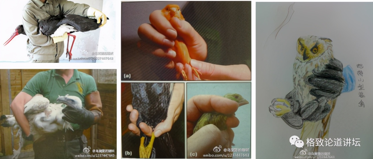 捡到只受伤的鸟怎么办,野外捡到受伤的小鸟