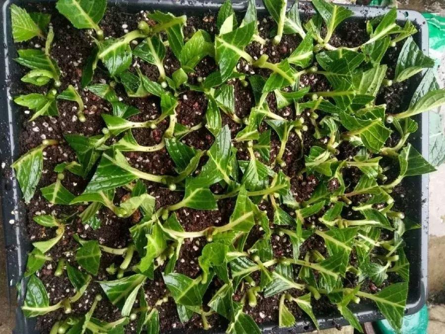 这6种花给点水就爆盆懒人必备,插枝最好养的四种花