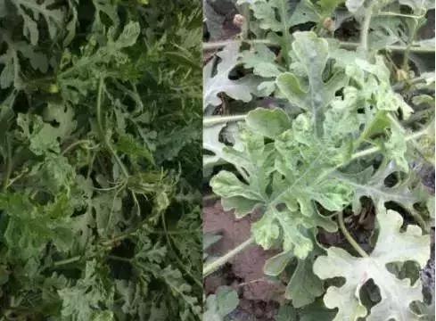 植物癌症病毒怎么防治,植物病毒病最佳治愈方法